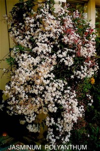 Jasminum polyanthum 1